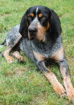 Photo Bluetick Coonhound