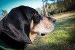 Photo Bluetick Coonhound