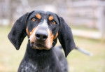 Photo Bluetick Coonhound