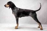 Photo Bluetick Coonhound