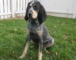 Photo Bluetick Coonhound