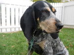 Photo Bluetick Coonhound