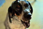 Photo Bluetick Coonhound