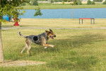 Photo Bluetick Coonhound