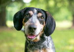 Photo Bluetick Coonhound