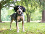 Photo Bluetick Coonhound