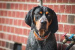 Photo Bluetick Coonhound