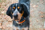 Photo Bluetick Coonhound
