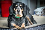 Photo Bluetick Coonhound