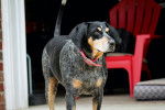 Photo Bluetick Coonhound
