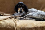 Photo Bluetick Coonhound