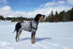 Photo Bluetick Coonhound