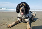 Photo Bluetick Coonhound