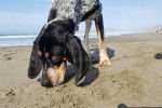 Photo Bluetick Coonhound