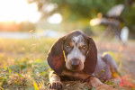 Photo Bluetick Coonhound