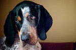 Photo Bluetick Coonhound
