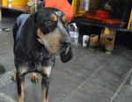 Photo Bluetick Coonhound