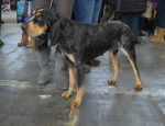 Photo Bluetick Coonhound