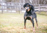 Photo Bluetick Coonhound