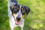 Photo Bluetick Coonhound