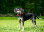 Photo Bluetick Coonhound