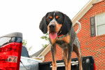 Photo Bluetick Coonhound