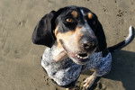 Photo Bluetick Coonhound