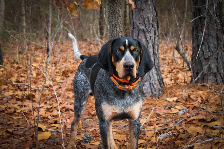 Le Bluetick Coonhound