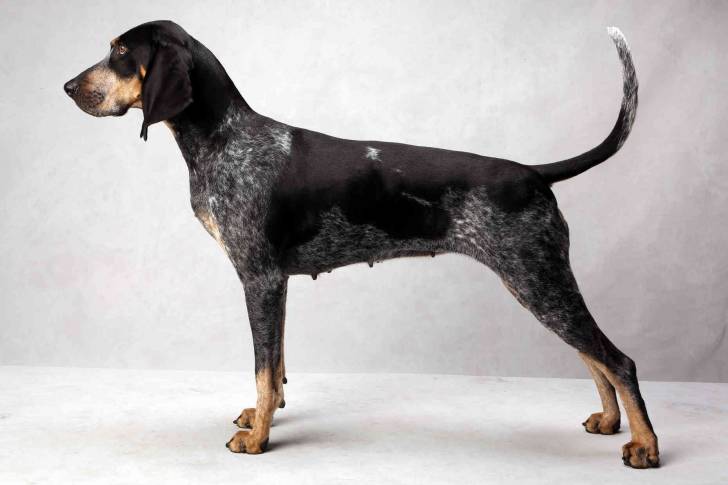 Photo Bluetick Coonhound