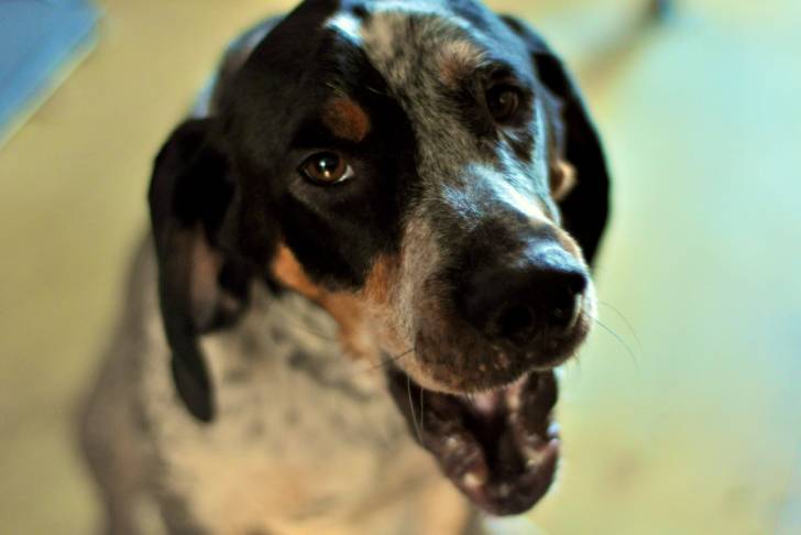Photo Bluetick Coonhound
