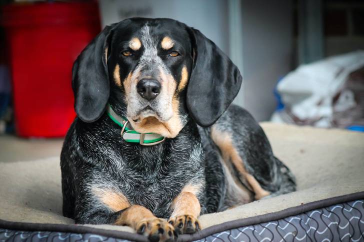 Photo Bluetick Coonhound