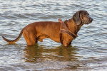 Photo Redbone Coonhound
