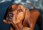 Photo Redbone Coonhound