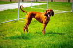 Photo Redbone Coonhound