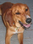 Photo Redbone Coonhound