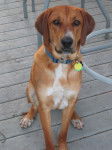 Photo Redbone Coonhound