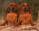 Photo Redbone Coonhound