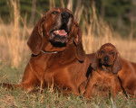 Photo Redbone Coonhound