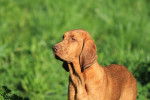 Photo Redbone Coonhound