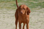 Photo Redbone Coonhound