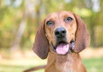 Photo Redbone Coonhound