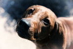 Photo Redbone Coonhound