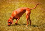 Photo Redbone Coonhound