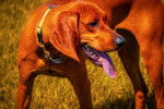 Photo Redbone Coonhound
