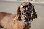 Photo Redbone Coonhound