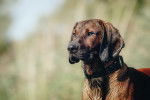 Photo Redbone Coonhound