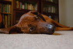 Photo Redbone Coonhound