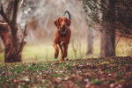 Photo Redbone Coonhound