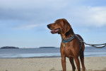 Photo Redbone Coonhound