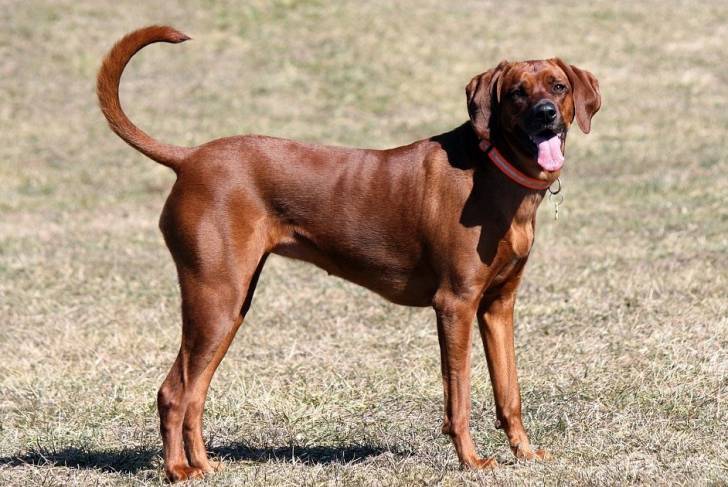 Un Redbone Coonhound rouge debout dans l'herbe